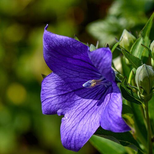 Balloon Flower - Astra Blue 1 gal