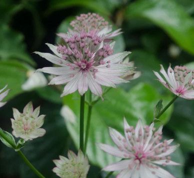 Astrantia &#39;Vanilla Gorilla&#39; Masterwort 1 gal