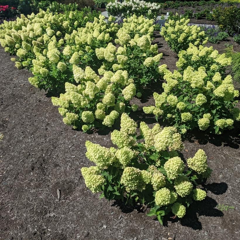 Hydrangea &#39;Dragon Baby&#39; 3 gal
