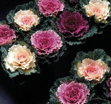 Flowering Kale &#39;Songbird Mix&#39; 2 cell pack