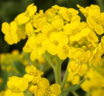 Aurinia &#39;Gold Rush&#39; 1 g