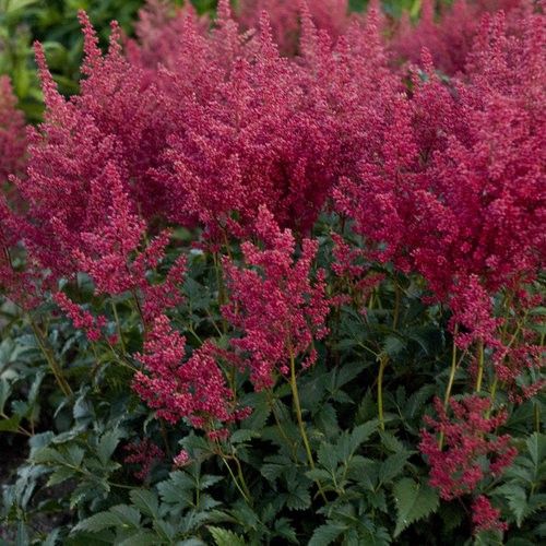 Astilbe &#39;Montgomery&#39; 1 gal