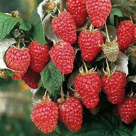 Raspberry Heritage 2 gal