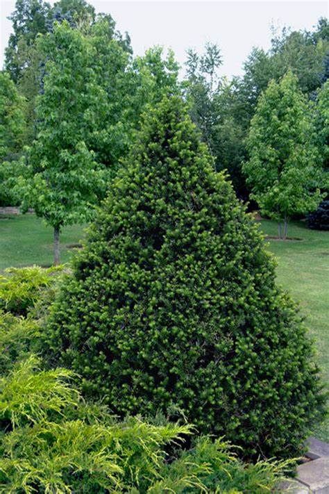 Yew &#39;Pyramidal Japanese Capitata&#39; 5&#39; BB