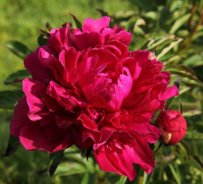 Peony 'Paul M. Wild' 2 gal