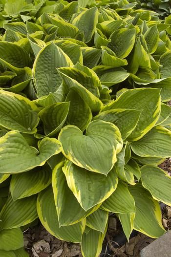 Hosta &#39;Fort. Aureomarginata&#39; 1 gal