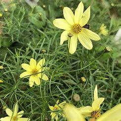 Coreopsis &#39;Vert. Moonbeam&#39; 1 qt