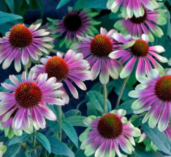 Cone Flower 'Echinacea Sweet Sandia' 1 gal