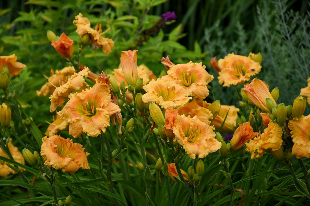 Daylily - Hemerocallis &#39;Orange Smoothie&#39; - 8&quot;