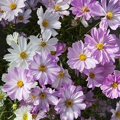 Cosmos - 3 cell pack Apollo Mix