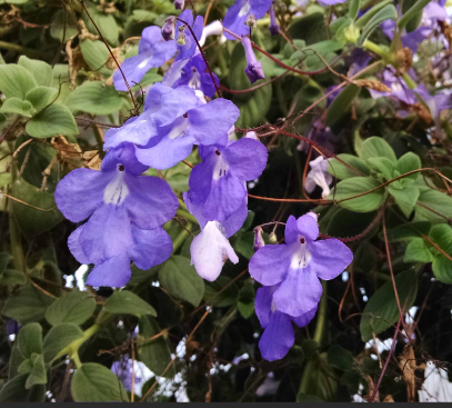 Streptocarpella &#39;Concord Blue&#39; 4&quot;