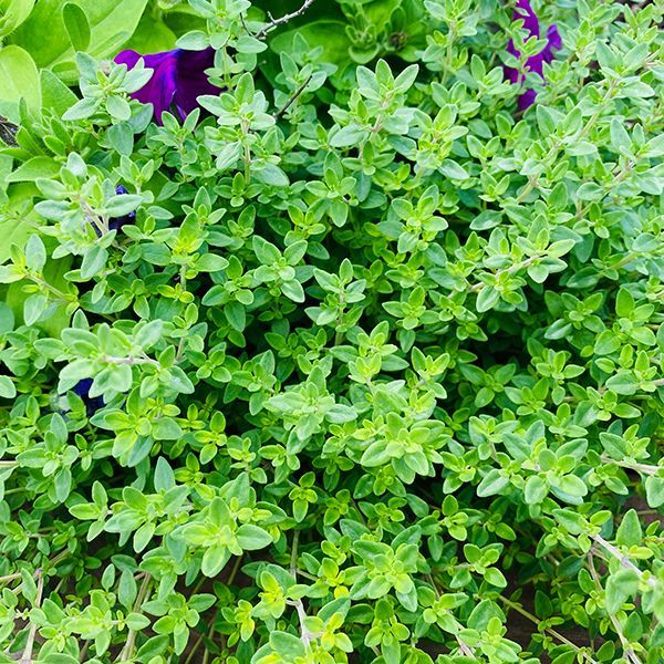 English Thyme 1 qt