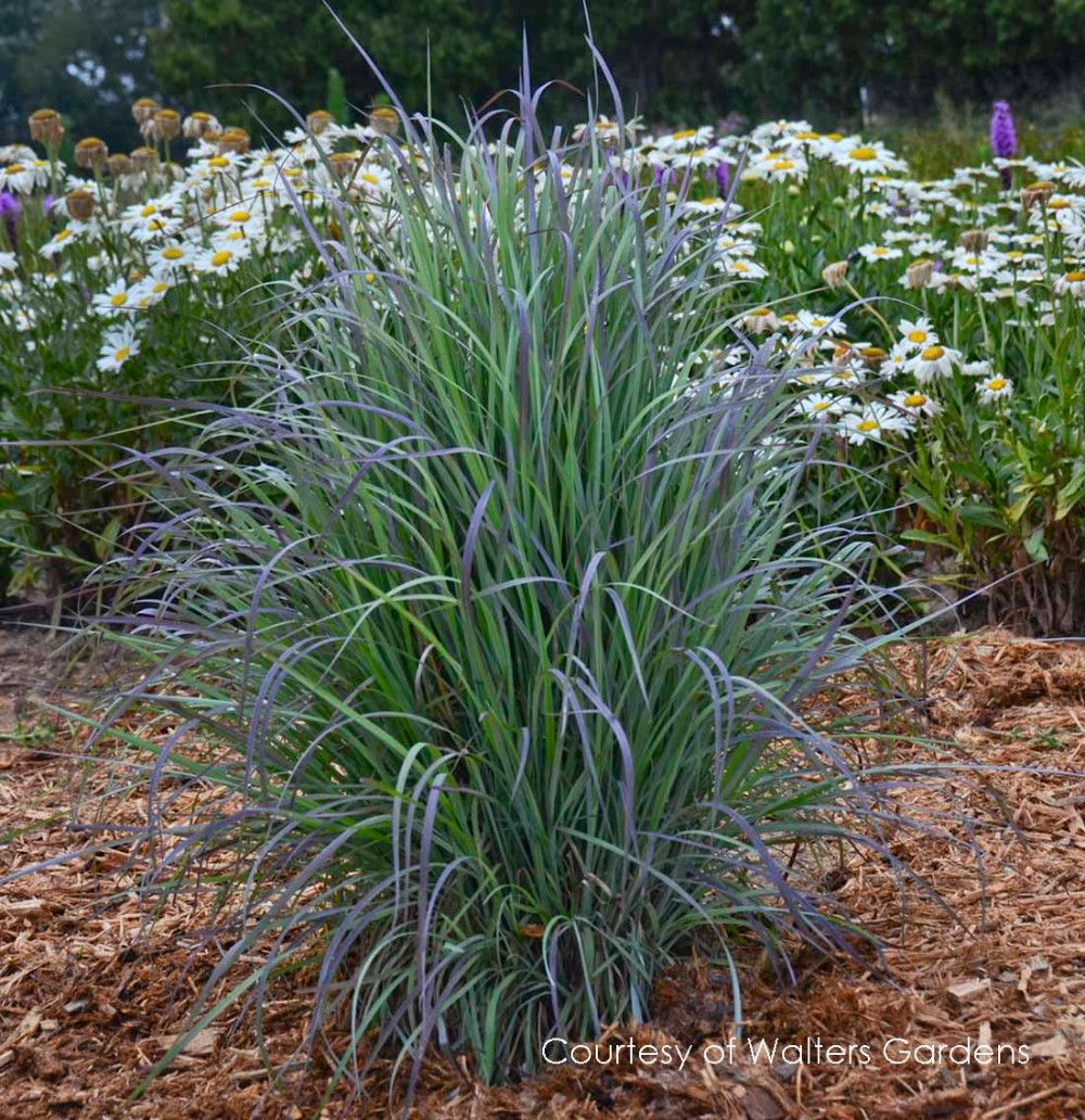 Little Bluestem &#39;Twighlight Zone&#39; - 2 gal