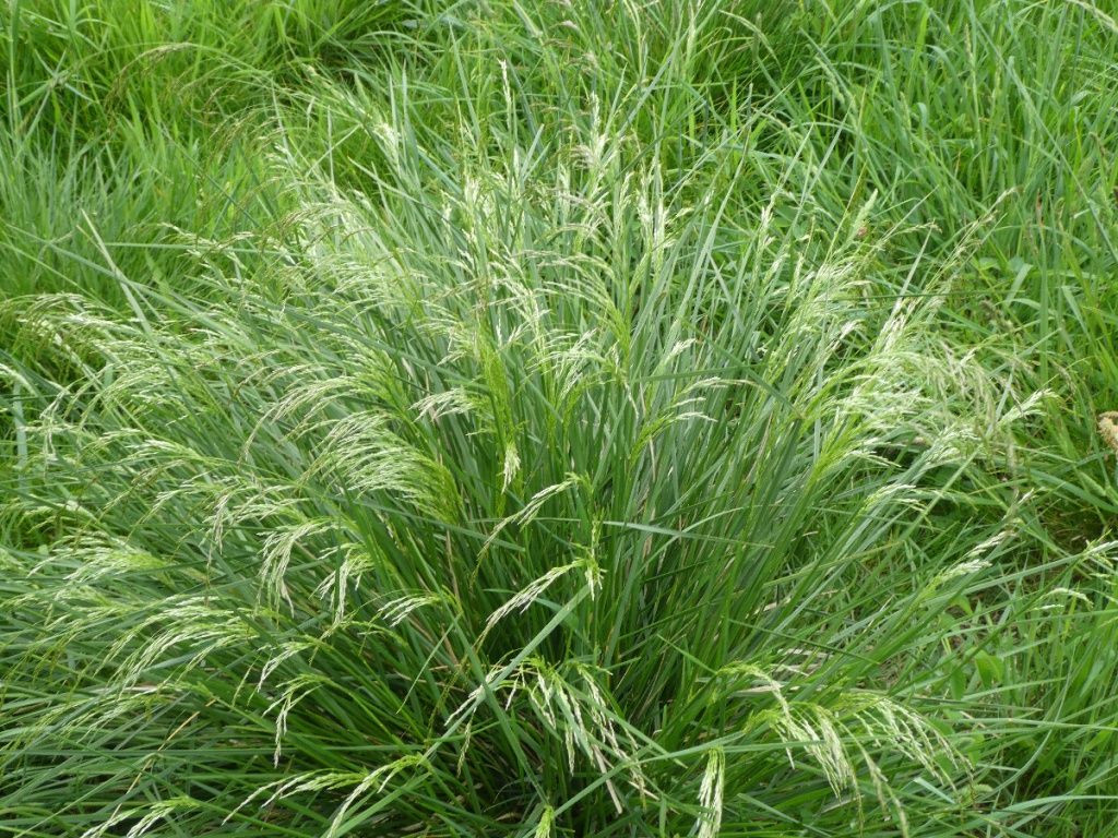 Tufted Hairgrass - 1 gal - Native