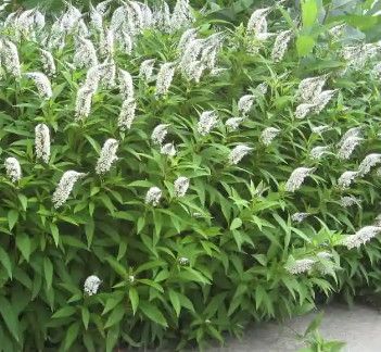 Loosestrife &#39;Gooseneck&#39; 1 gal