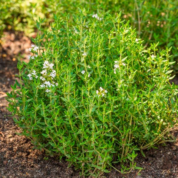 French Thyme 1 qt