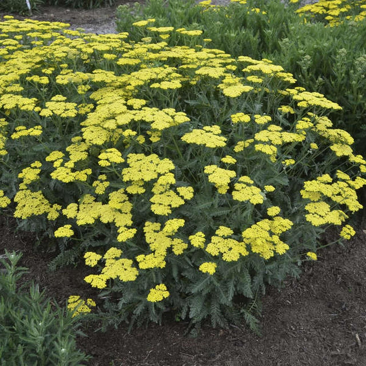 Yarrow &#39;Sassy Summer Lemon&#39; - 1 gal