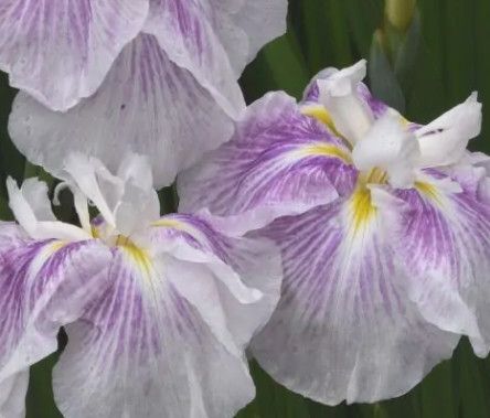Iris e. Dinner Plate &#39;Cupcake&#39; 1 gal