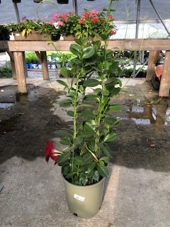 10&quot; Mandevilla Red 30&quot; Climber