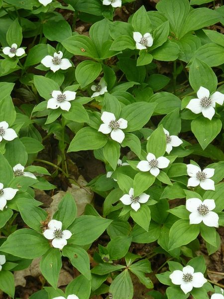 Bunchberry - Cornus Canadensis 1 gal (native)