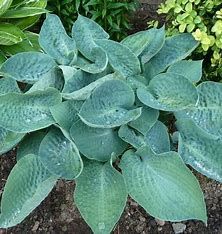 Hosta &#39;Deep Blue Sea&#39; 1GAL