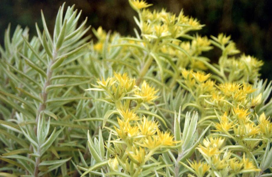 Stonecrop - Carpet Sedum &#39;Variegated&#39; - 4&quot;