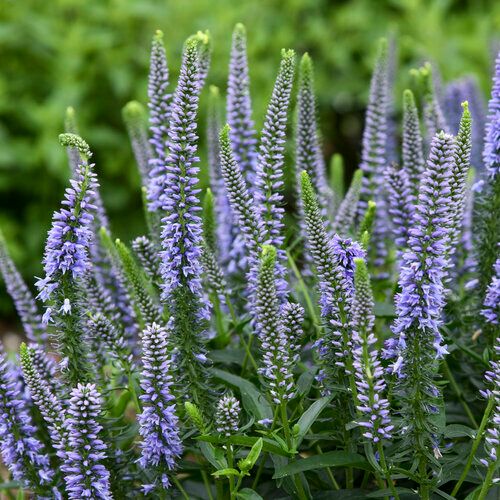 Speedwell &#39;Veronica Ever After&#39; PW 1 gal