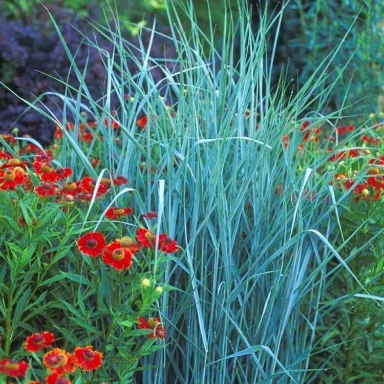 Switch Grass &#39;Panicum Prairie Sky&#39; 1 gal