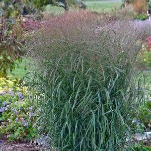 Switch Grass 'Apache Rose' 2 gal PW