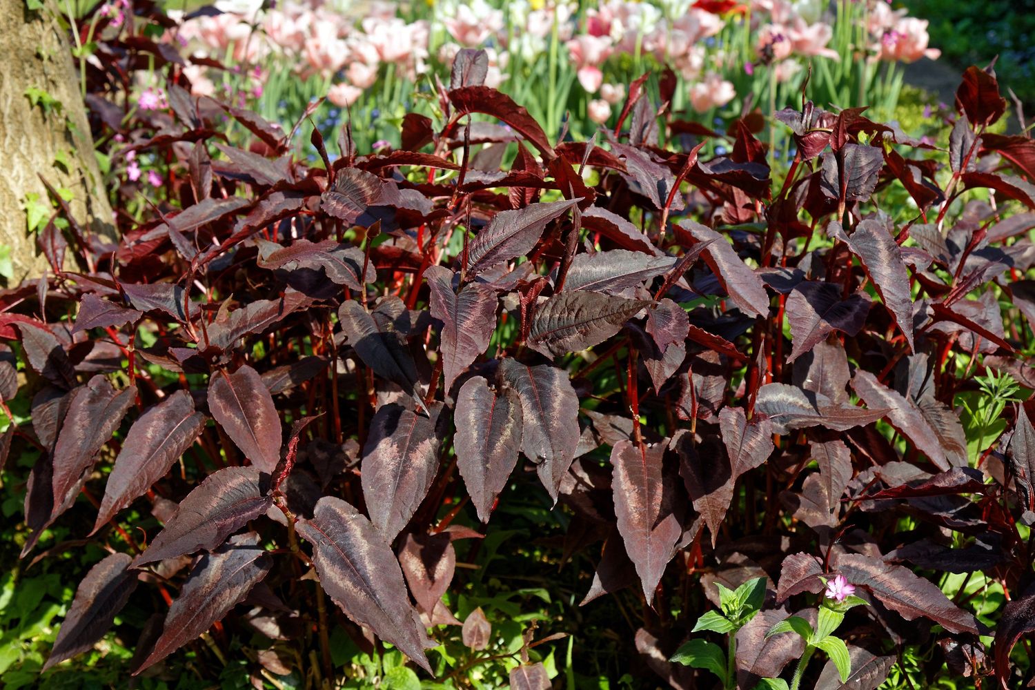 Persicaria Micro &#39;Red Dragon&#39; 1 gal