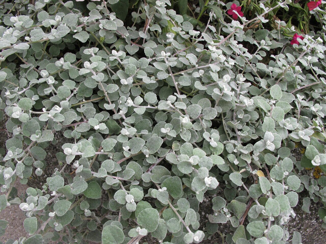 Licorice Helichrysum &#39;Mini Silver&#39; 4&quot;