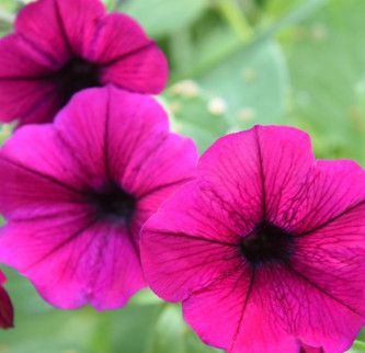 Petunia Shock Wave Deep Purple 4&quot;