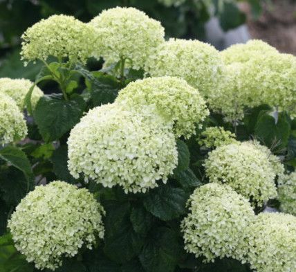 Hydrangea &#39;invincibelle limetta&#39; 2 gal