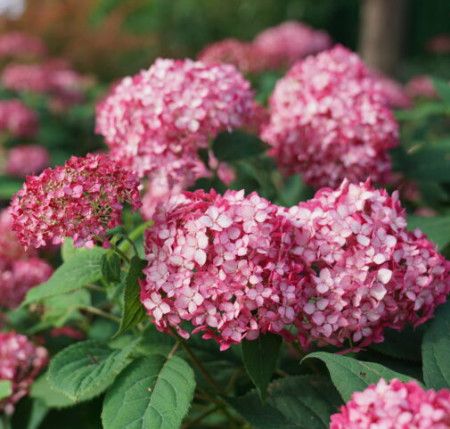 Hydrangea &#39;Invincibelle Ruby&#39; 2 gal