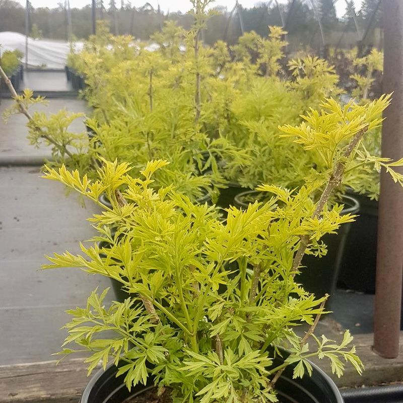 Elderberry 'Golden Tower' 2 gal
