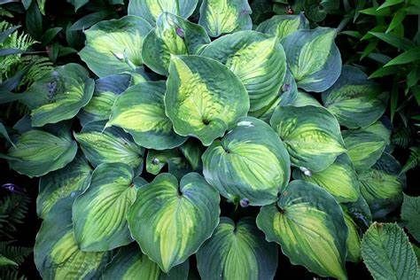 Hosta &#39;Beyond Glory&#39; 2 gal