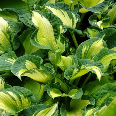Hosta &#39;Golden Meadows&#39; 2 gal