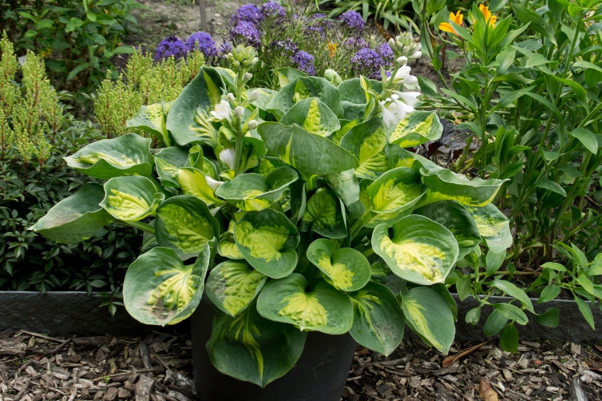 Hosta &#39;Sunset Groove&#39; 2 gal