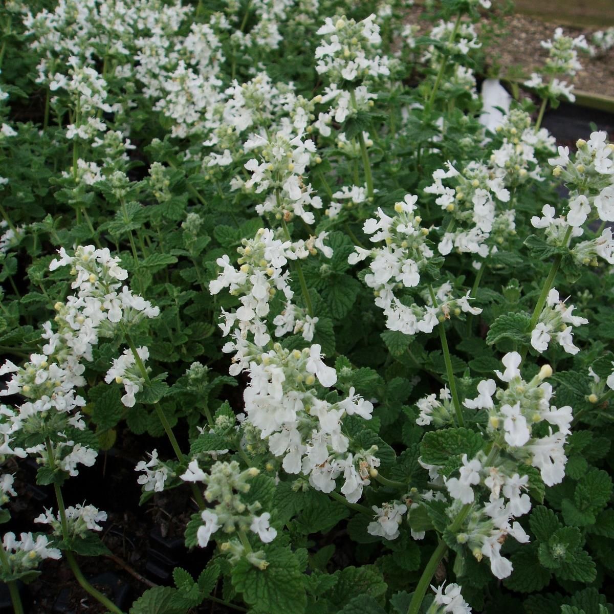 Catmint &#39;Nepeta Snowflake&#39; - 1 gal