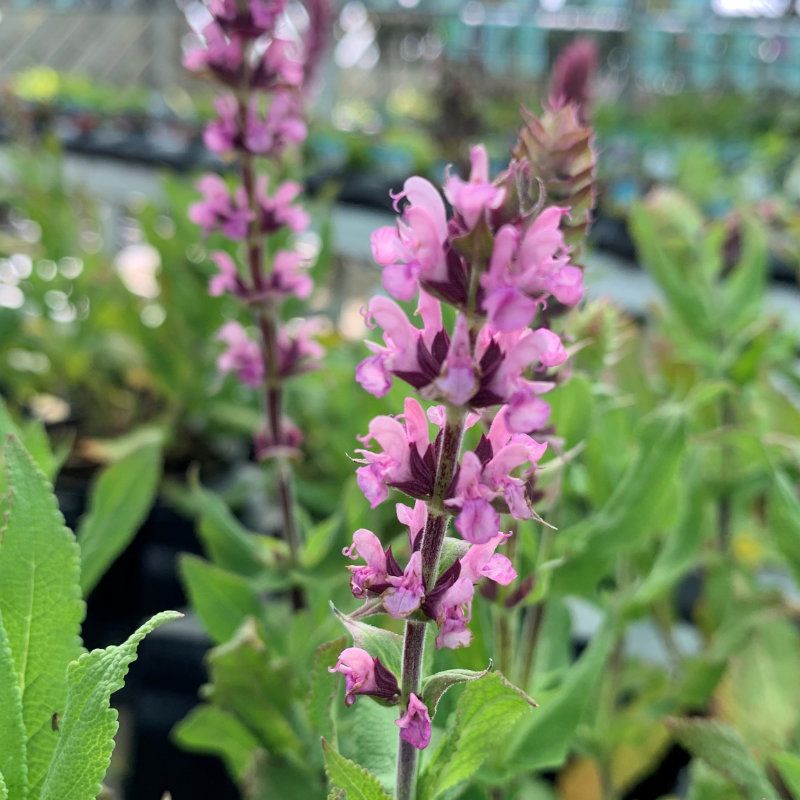 Perennial Sage &#39;Salvia Caradonna Pink Inspiration&#39; - 1 GAL