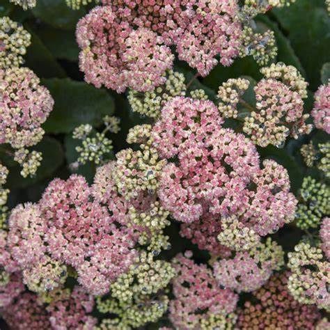 Stonecrop - Sedum &#39;Coraljade&#39; PW 2 gal