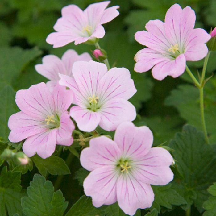 Perennial Geranium &#39;Pink Summer&#39; - 1 gal
