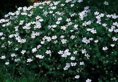 Perennial Geranium &#39;Sanguineum Album&#39; - 1 Gal
