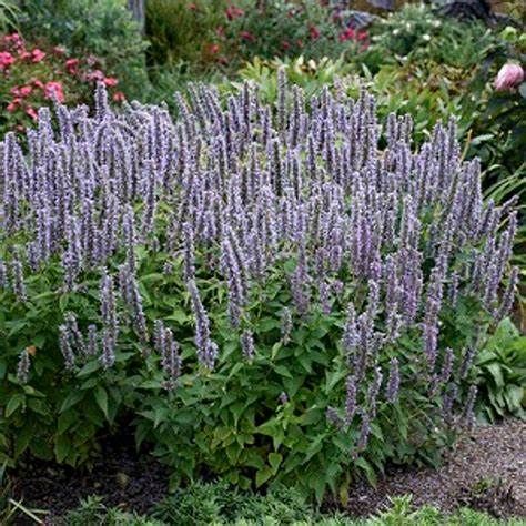 Hyssop &#39;Agastache Blue Fortune&#39; - 1 gal