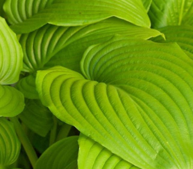 Hosta &#39;Sum &amp; Substance&#39; 2 gal