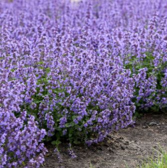 Catmint &#39;Nepeta Cat&#39;s Pajamas&#39; 1 gal PW
