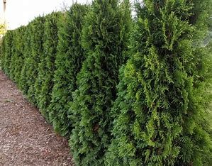 Green Emerald Cedar 5' 12 gal B&amp;B