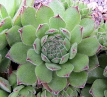 Hens and Chicks - Sempervivum Pyrenacium 1 qt