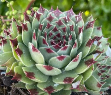 Sempervivum Chick Charms &#39;Mint Marvel&#39; 1 qt