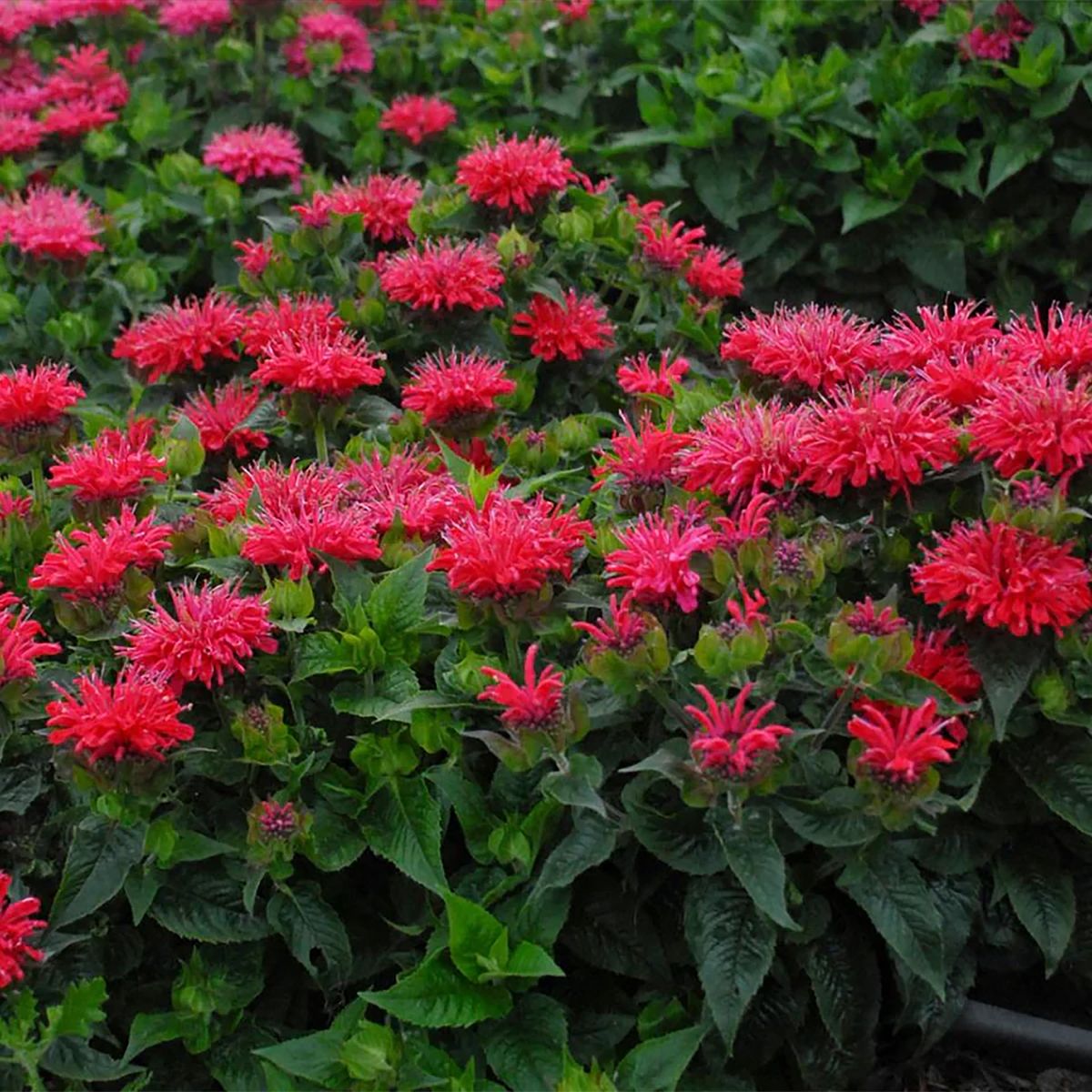 Monarda &#39;Bee-Mine Red&#39; Beebalm 1 gal